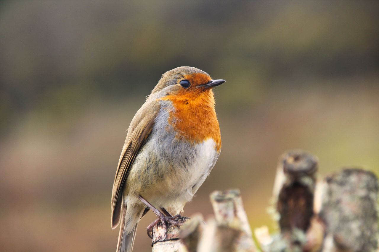 Observa els ocells del teu jardí o balcó i col·labora amb l’Institut Català d’Ornitologia!