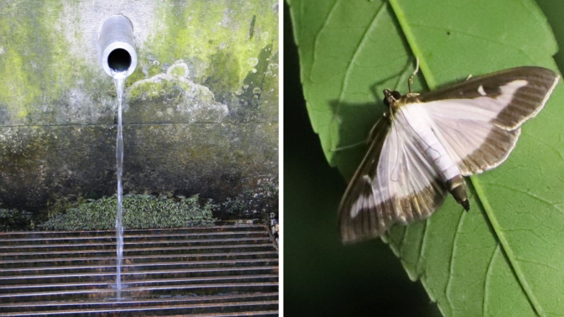 La papallona del boix i la publicitat d’una aigua de Les Guilleries són temes d’estudi dels dos treballs de recerca de batxillerat 2021 becats