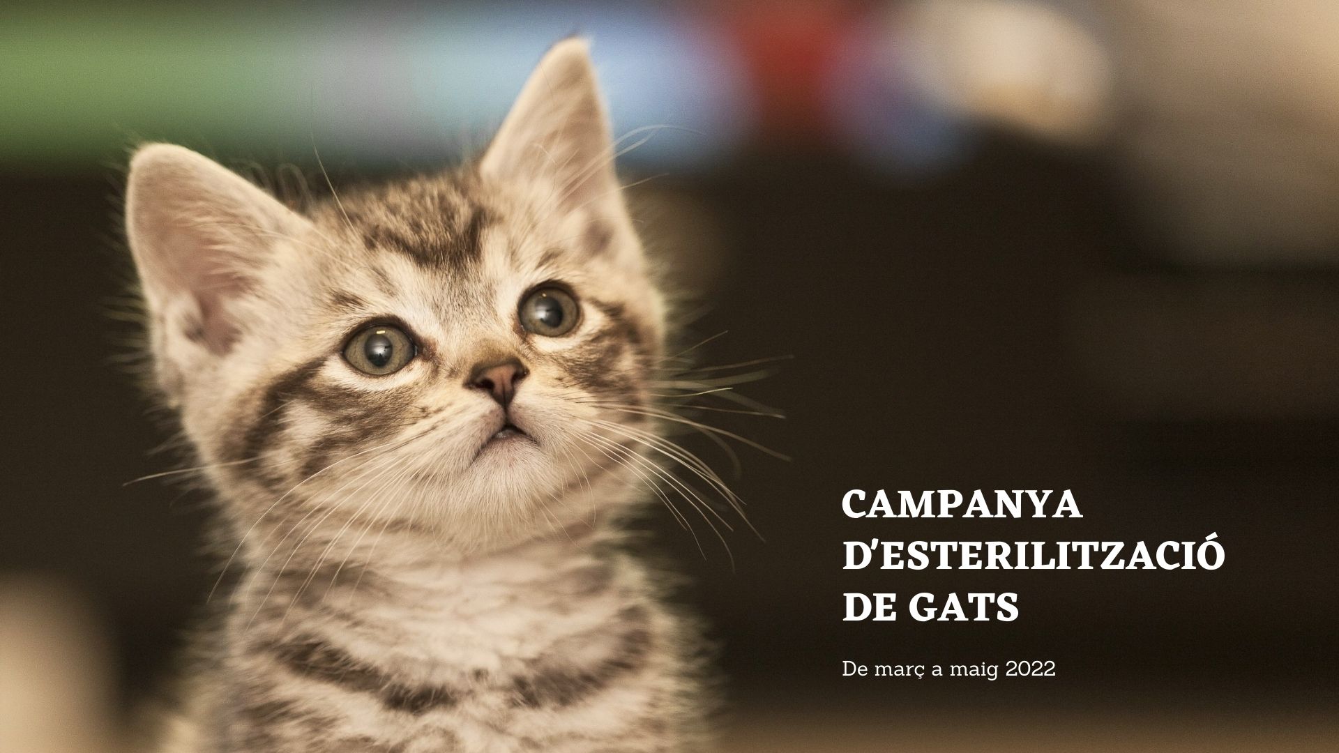 Campanya d’esterilització de gats