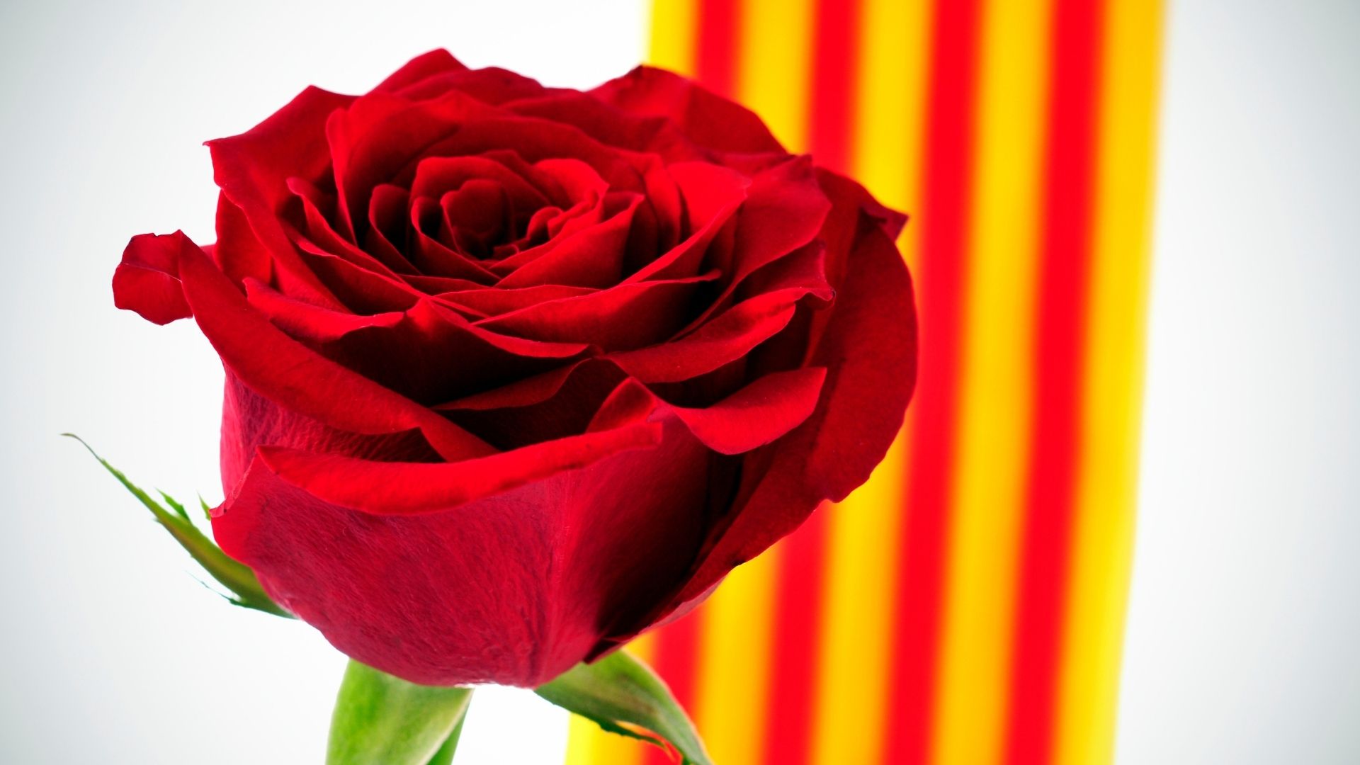 Sant Jordi: roses, llibres i cultura popular